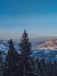 Scenic view of pine trees against sky during winter