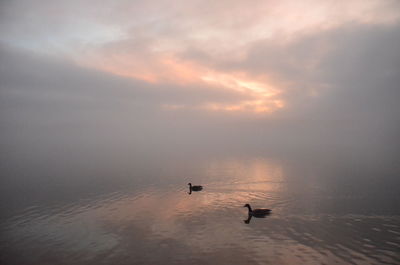 Birds swimming in sea against sky