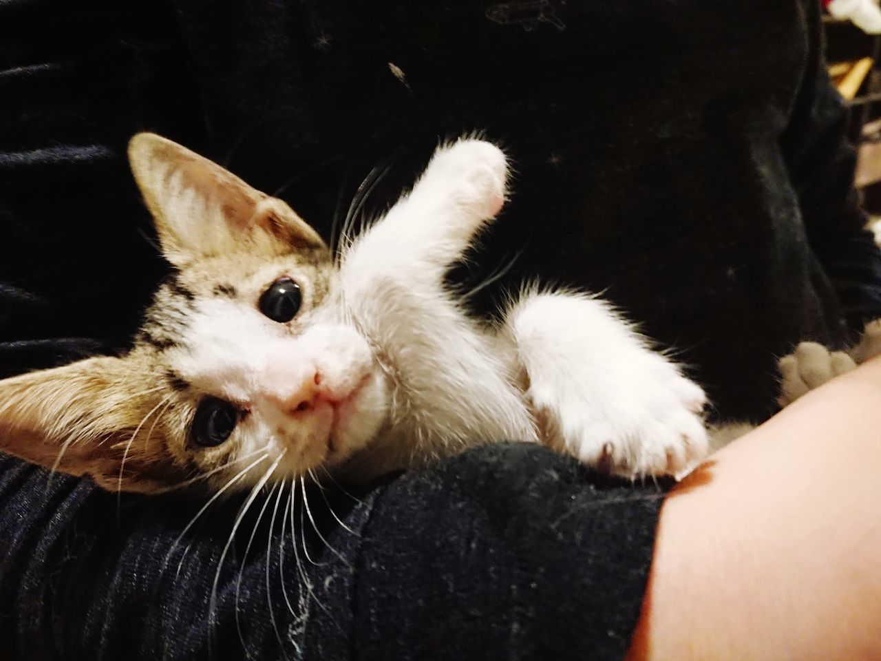 CLOSE-UP OF HAND HOLDING CAT AT HOME