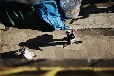 Low section of woman with dog on floor