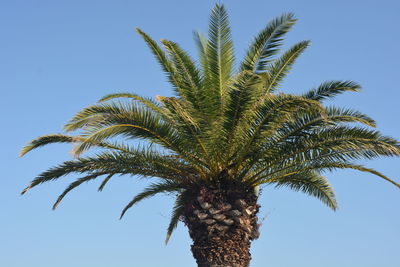 palm tree