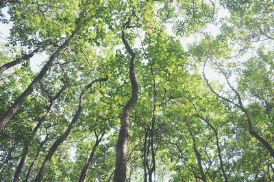 Low angle view of trees in forest against sky