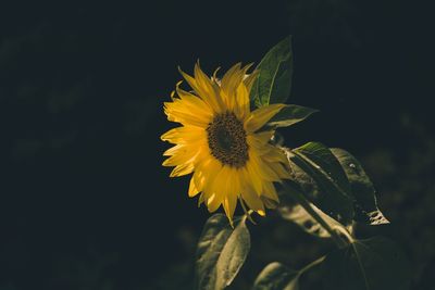 Close-up of yellow flower against black background