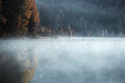 Scenic view of calm lake at forest during foggy weather