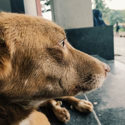 Close-up of dog looking away