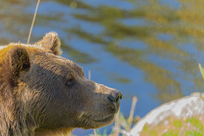 Brown bear at waterside in a zoo