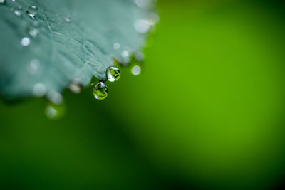 Close-up of water drops on leaf