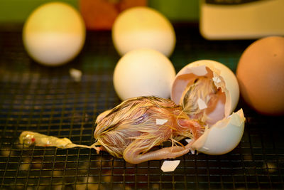 Close-up of birds on table