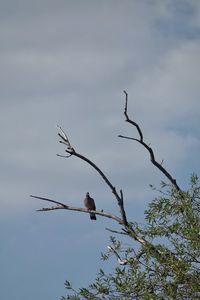 Low angle view of bird perching on tree against sky