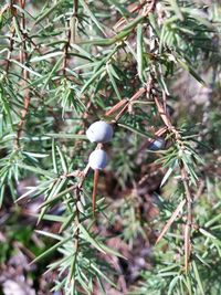 Close-up of tree branch