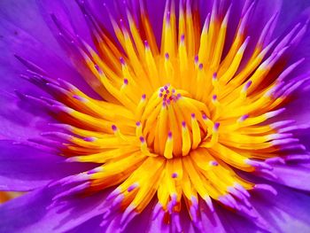 Close-up of purple flower