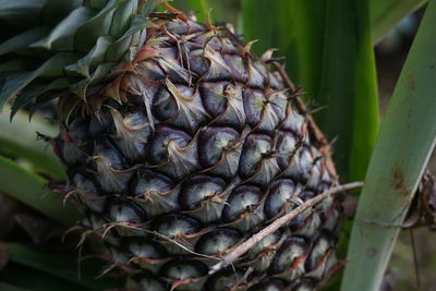 Young green pineapple that is so fresh because it is still attached to the stem, beautiful fruit