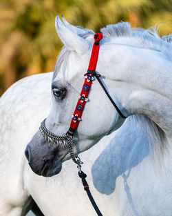 Horse standing on field