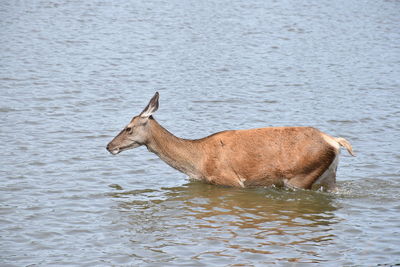 Side view of deer in lake
