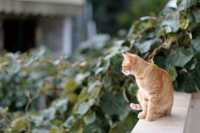 Cat sitting outdoors