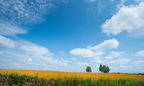 Scenic view of agricultural field against sky