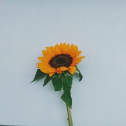 Close-up of yellow flower against white background