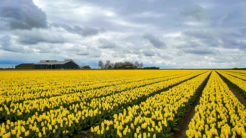 Field of tulips 