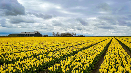 Scenic view of yellow flower field against cloudy sky