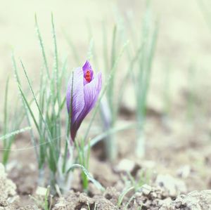 Close-up of pink flowers blooming on field