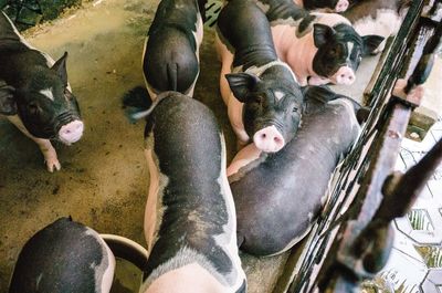 Group of pigs behind railing