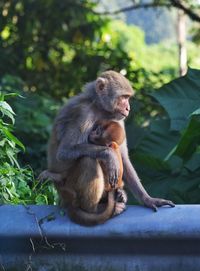 Close-up of monkey with infant on retaining wall against trees