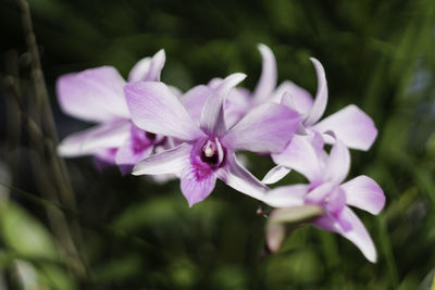 Close-up of pink flowering plant