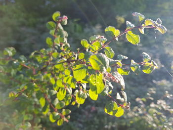 Close-up of plants