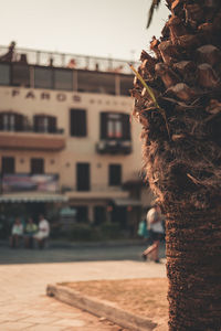 Close-up of tree against buildings in city