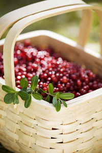 Basket full of lingonberries