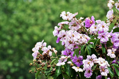 Close-up of pink flowering plant