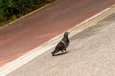 High angle view of pigeon on footpath