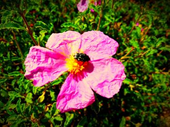 Close-up of bee pollinating on pink flower