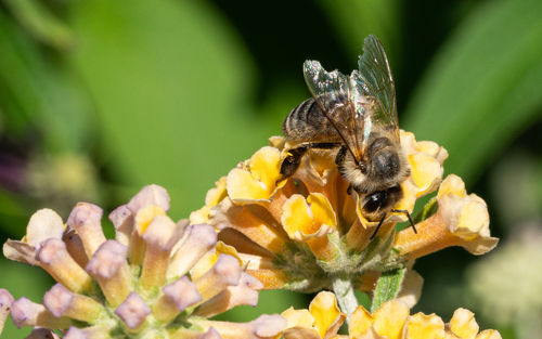 Close-up of bee pollinating on flower