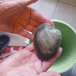 Close-up of person holding shell