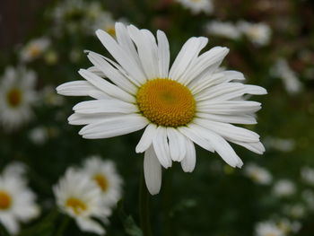 Close-up of daisy flower