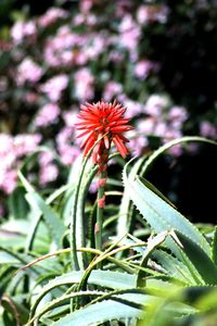 Close-up of flower blooming outdoors