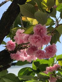Close-up of pink flowers