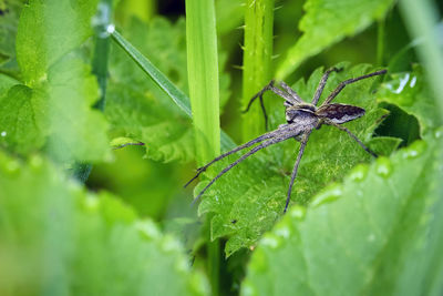 Close-up of insect on leaf