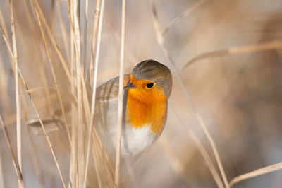 Close-up of bird perching