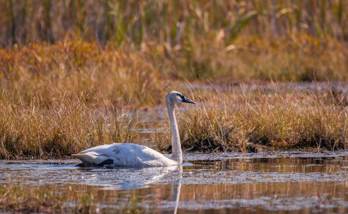 Bird swimming in lake