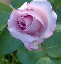 Close-up of wet pink rose blooming outdoors