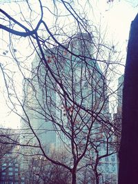 Low angle view of bare trees against sky