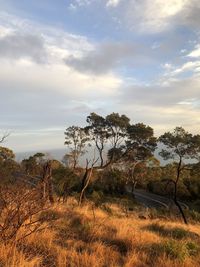Trees on landscape against sky