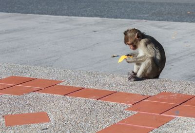 Monkey eating food