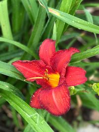 Close-up of wet red hibiscus blooming outdoors