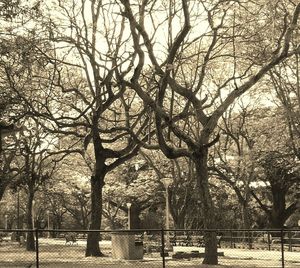 Bare trees in park