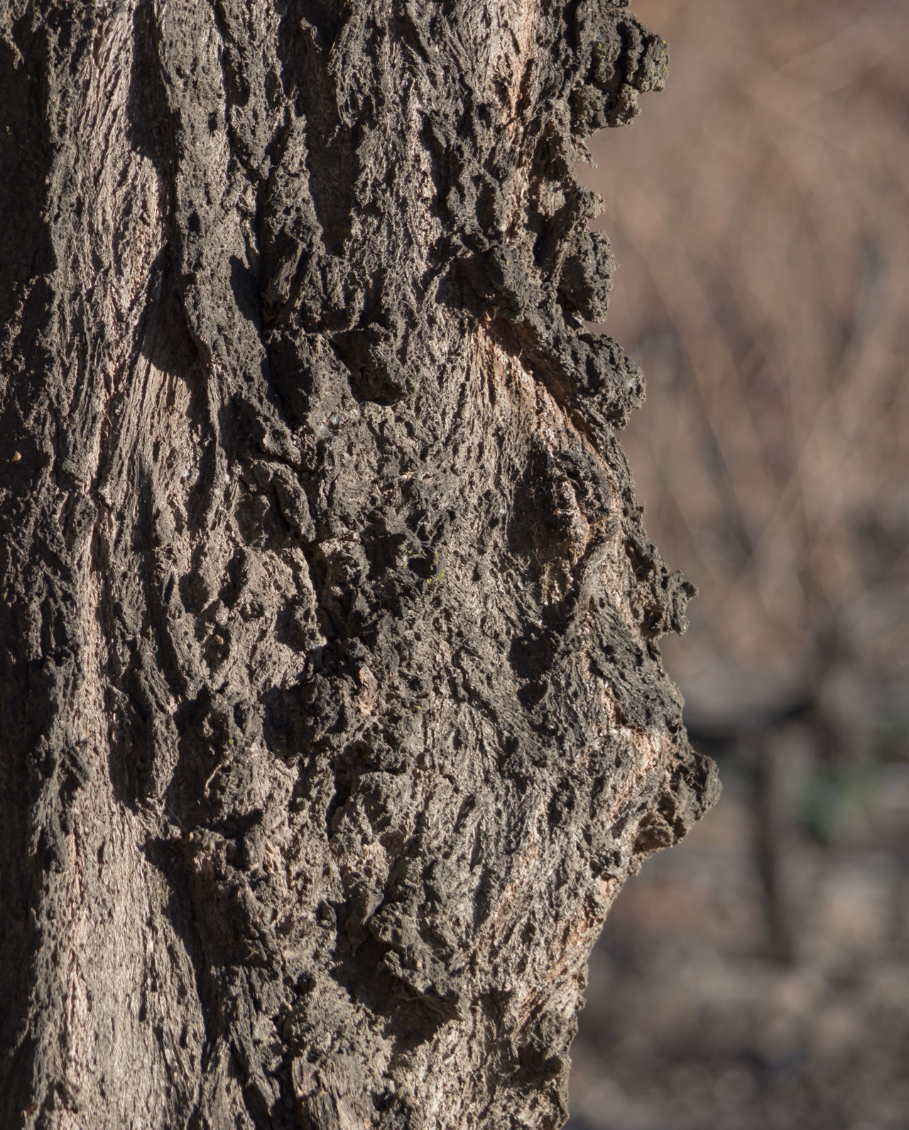 Tree-bark tree