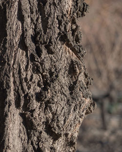 Close-up of tree trunk