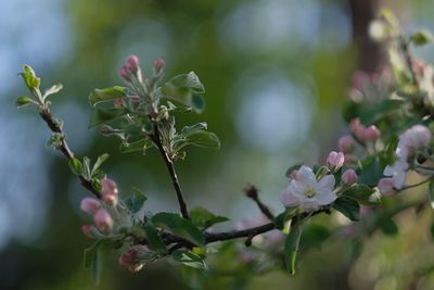 Close-up of flowering plant